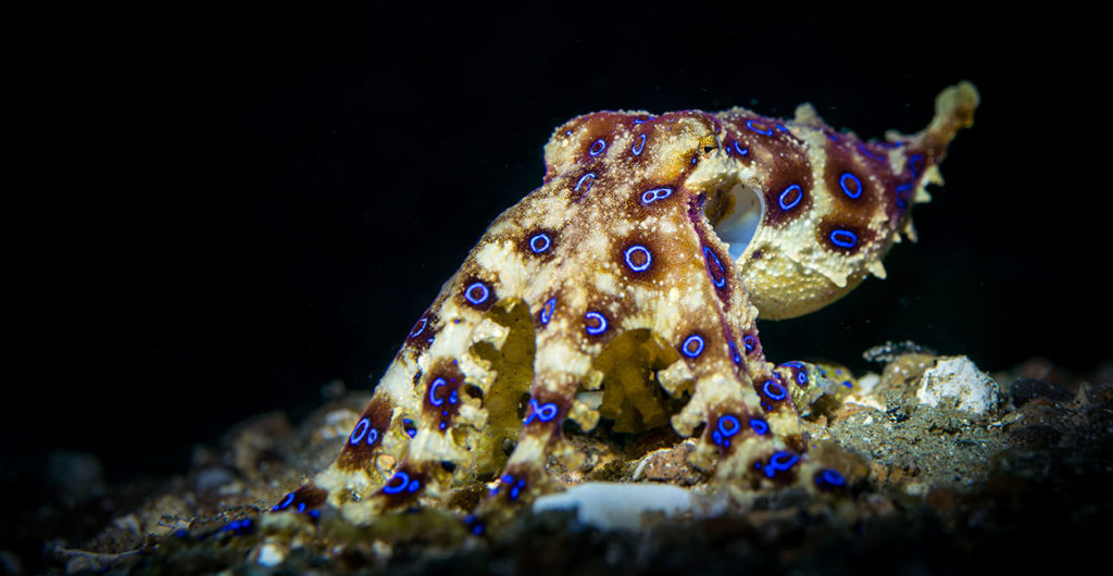 blue ringed octopus full width